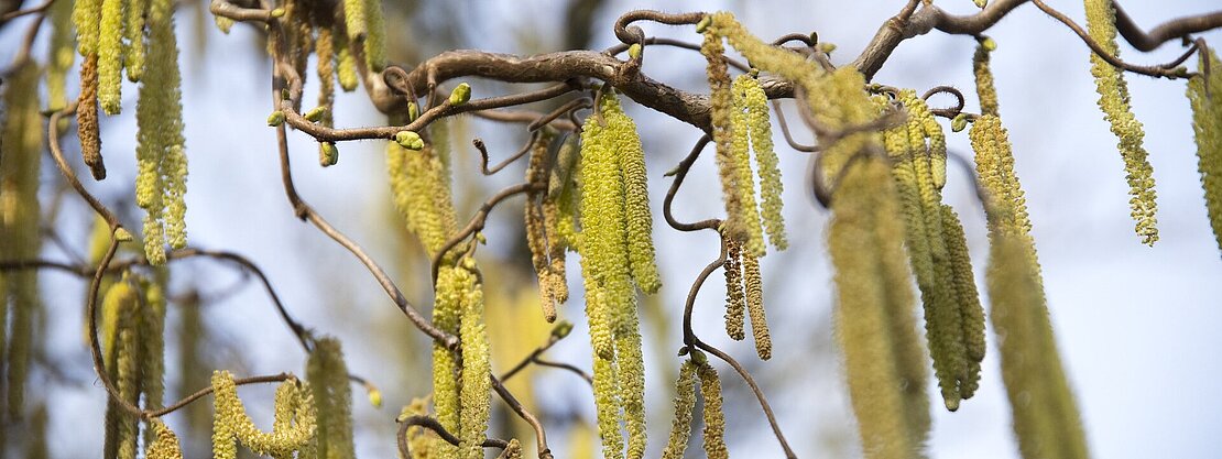 Pollen plagen im Frühjahr viele Allergiker. 