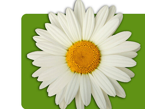 Logo der DAISY Foundation: weiße Gänseblume auf grünem Hintergrund; Schriftzug „The DAISY Foundation“. Zusatz: Würdigung von Pflegekräften weltweit zum Gedenken an J. Patrick Barnes.