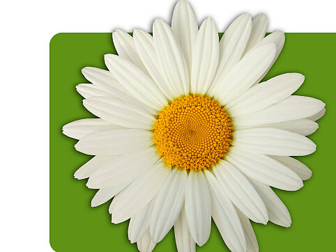 The DAISY Foundation-Logo_INTER Logo der DAISY Foundation: weiße Gänseblume auf grünem Hintergrund; Schriftzug „The DAISY Foundation“. Zusatz: Würdigung von Pflegekräften weltweit zum Gedenken an J. Patrick Barnes.