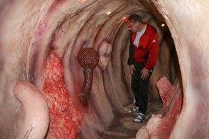 Ein Mensch steht in einer nachgebildeten Darminnenseite, umgeben von wülstigen, organisch wirkenden Strukturen. Die Umgebung ist detailliert gestaltet, um das Innere eines menschlichen Darms darzustellen, was eine visuelle Erfahrung der menschlichen Anatomie simuliert.